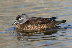 Wood Duck